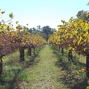 Bannerman Vineyard and Winery